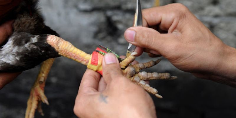 Đá gà cực dao kịch tính, sôi động không kém
