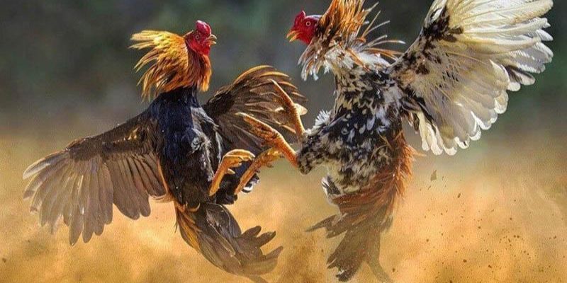 Mỗi trận đá gà chỉ diễn ra trong khoảng thời gian ngắn